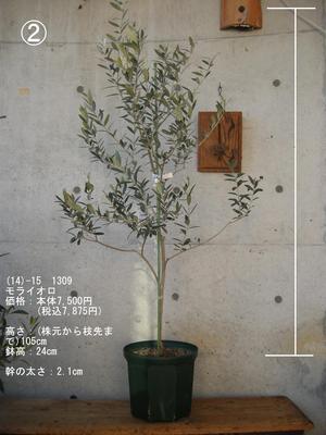 オリーブの木 モライオロ | tspea.org